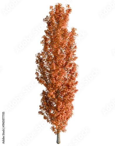 Acer saccharum tree, elevation, front view, cutout, transparent background, isolate, Realistic detailed 3d render of a simple leaf. Perfect for design and art.
