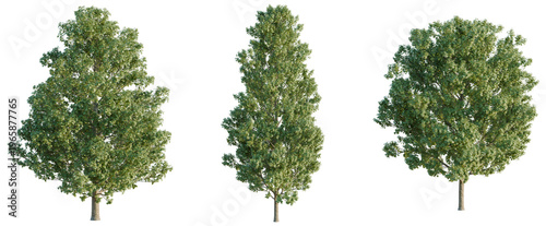 Acer saccharum tree, elevation, front view, cutout, transparent background, isolate, Detailed Close-Up of a Vibrant Green Tree Branch with Lush Foliage, Perfect for Nature Imagery