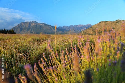 Albania summer nature. Lavender fields in Shkoder at the foot of Theth Mountains in Albanian Alps (also known as Accursed Mountains).