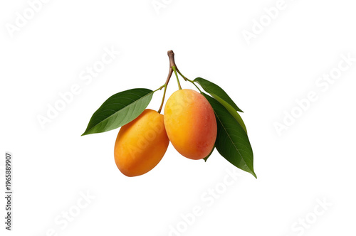 Marian plums hanging on branch with green leaves