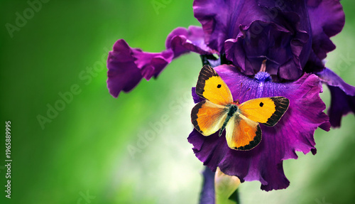 a bright orange butterfly on a purple iris flower in the garden