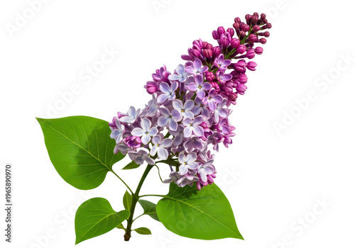 Lilac flower branch with green leaves, isolated on transparent background