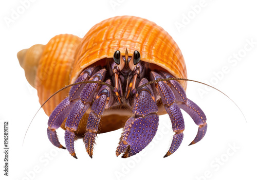 Closeup of a purple and orange hermit crab emerging from its shell, isolated on transparent background