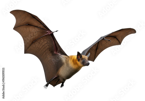 Fruit bat in flight with wings spread isolated on transparent background