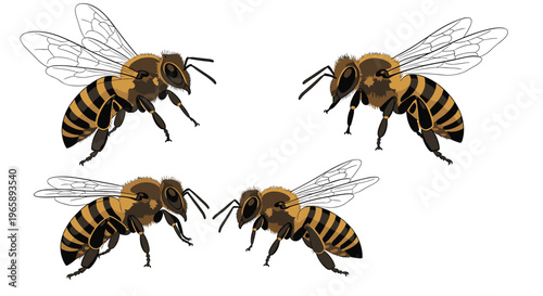 Set of four detailed honey bees flying in different directions isolated on a white background for educational or nature projects.