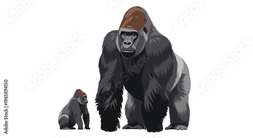 Large adult silverback gorilla and a small young baby gorilla standing side by side isolated on a white background for wildlife and family concepts.