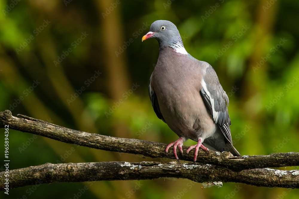 Fototapeta premium Close up portrait of a grey wood pigeon with yellow eye, pink beak and white neck perching on a branch in the forest. Dark green background.