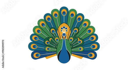 Colorful Peacock Bird Display Plumage.