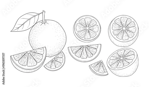 Hand drawn of whole orange with leaf and sliced orange segments citrus fruit