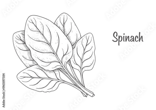 Hand drawn spinach leaves with text label greens vegetable food