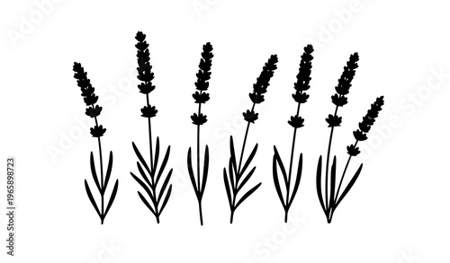 Lavender Flower Silhouettes Black Vector Botanical Illustration Isolated on White