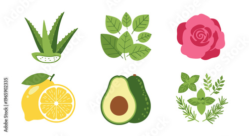 Set of isolated botanical illustrations featuring aloe vera rose avocado lemon and herbs