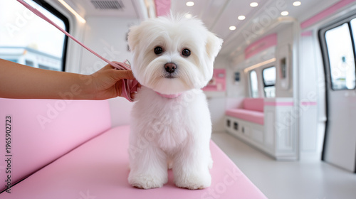Minimalistic Bright Composition of Groomer Hands Trimming Small Fluffy White Dog in Modern Grooming Van

