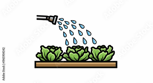 Three lettuce plants are being watered from a sprinkler hose from above
