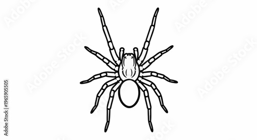 Detailed black and white illustration of a spider with eight legs