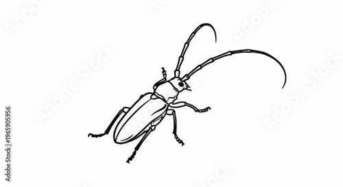 Detailed outline drawing of a long-horned beetle with prominent antennae