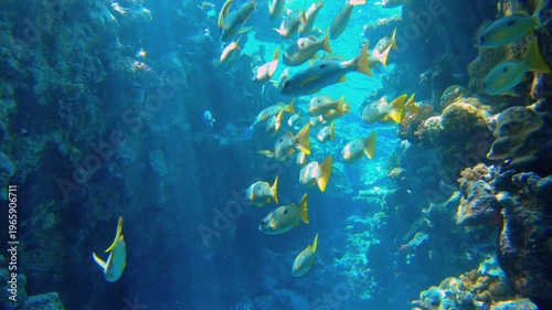 Underwater seascape on the coral reef in Red Sea, Egypt