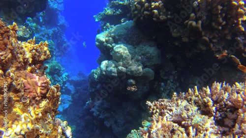 Underwater seascape on the coral reef in Red Sea, Egypt