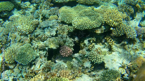 Underwater seascape on the coral reef in Red Sea, Egypt