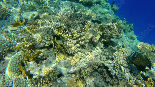 Underwater seascape on the coral reef in Red Sea, Egypt