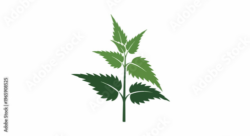 Stylized green plant with serrated leaves on white background