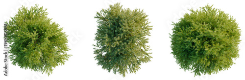 Foto Sabina pingii tree plan, top view, cutout, transparent background, isolate, Deta