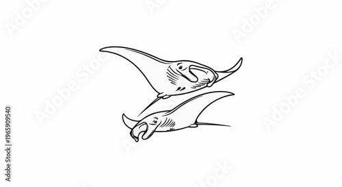 Two manta rays gracefully glide through the water in a stylized black and white illustration