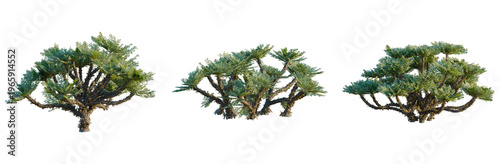 Selaginella tamariscina tree, elevation, front view, cutout, transparent background, isolate, Ancient Twisted Olive Tree in Tuscany, Italy - Rural Landscape and Agriculture
