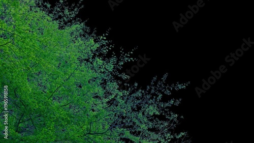 Isolated Tree Top Moves In Gentle Breeze Pre-Keyed With Alpha Channel
