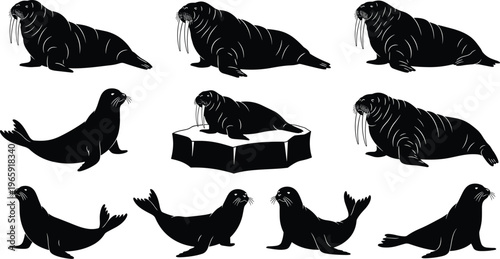 Collection of walrus and seal silhouettes featuring arctic wildlife in various poses like swimming resting and sitting isolated on a white background
