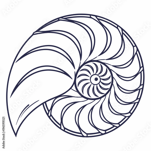 Nautilus shell cross section vector illustration showing the mathematical beauty of golden ratio spirals for scientific and architectural projects