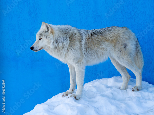 Φωτογραφία Profile of a polar wolf