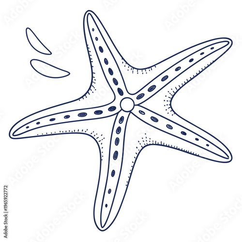 Hand drawn outline of a starfish with five arms, detailed drawing, marine animal, sea dweller, simple graphic for educational purposes