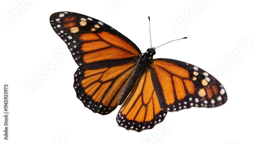 Canvastavla Vibrant orange monarch butterfly with intricate black veins and white-spotted bo