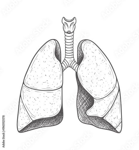 Black and white anatomical of human lungs and trachea anatomy
