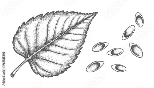 Black and white of a leaf and seeds scattered