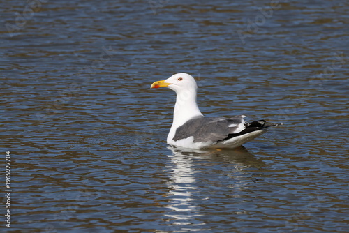 the lesser black backed gull (Larus fuscus)