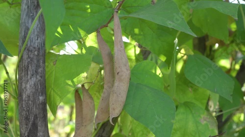 Ripe bean pods (Phaseolus vulgaris) hang on a plant in the garden, A close-up of ripe, brown bean pods hanging from shoots against a background of dense green foliage