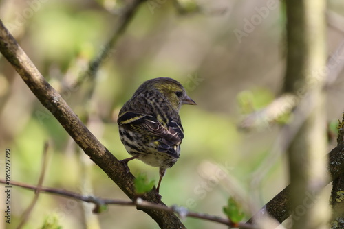 closeup of female siskin (Carduelis spinus)