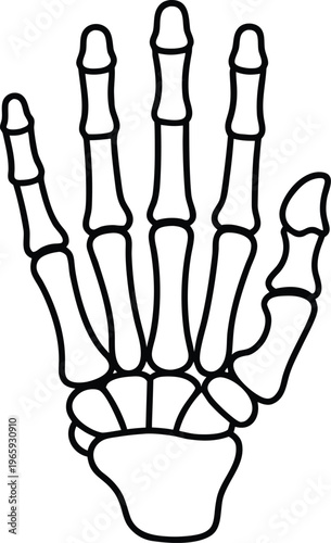 936 human skeleton hand detailed phalanges and joints vector illustration on transparent background