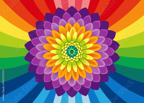 Colorful of rainbow Chrysanthemum flower, background texture.

