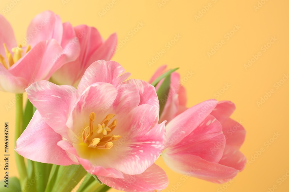 Fototapeta premium Beautiful pink tulips on pale yellow background, closeup. Space for text