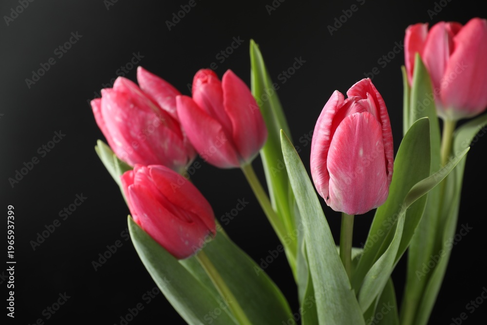 Fototapeta premium Beautiful pink tulips on black background, closeup