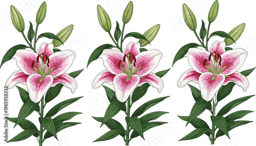 Vector illustration of three beautiful pink stargazer lilies with green leaves and buds isolated on white background for floral wedding cards and botanical designs
