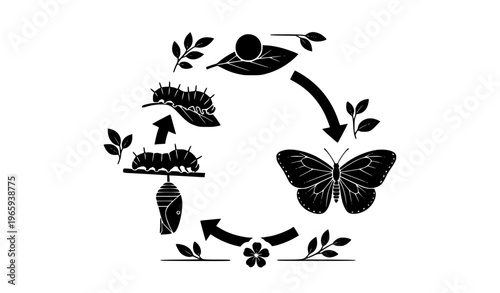 black and white animal silhouettes Butterfly Lifecycle Silhouette Chart Metamorphosis Diagram Vector