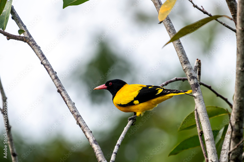 Obraz premium This striking Black-hooded Oriole perches elegantly on a thin branch, showcasing its vibrant yellow plumage, contrasting black head and wings.