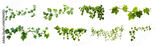 PNG Green leafy vine collection on transparent background