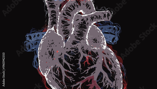 Human heart with detailed internal structure illustration