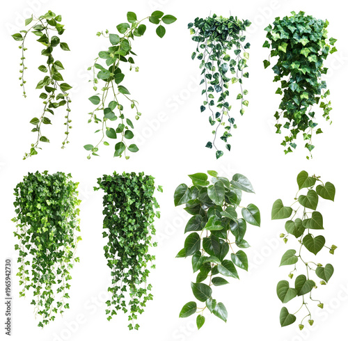 PNG Lush cascading artificial greenery varieties on transparent background