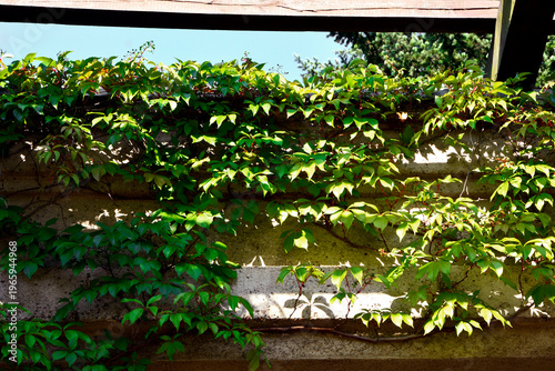 winobluszcz na murze, pnącze rosnące na pergoli i murze, winobluszcz pięciolistkowy na murze, Virginia creeper on the wall, a creeper growing on the pergola, Parthenocissus quinquefolia,